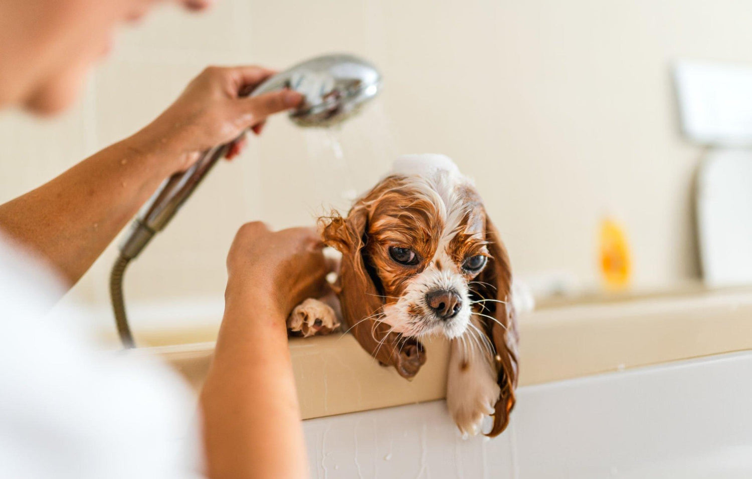 Shampoos and Pet Care